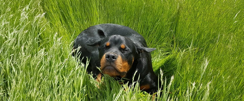 Rottweilerhündin im hohen Gras