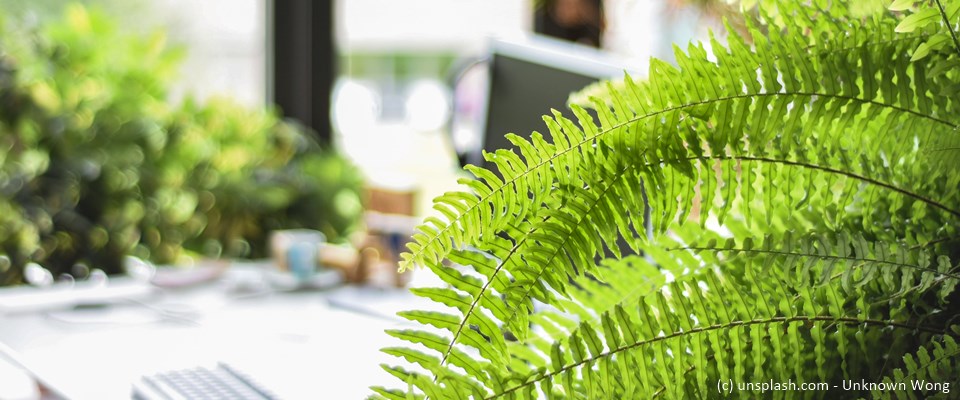 Hellgrünes Farn, im Hintergrund verschwommen ein Laptop